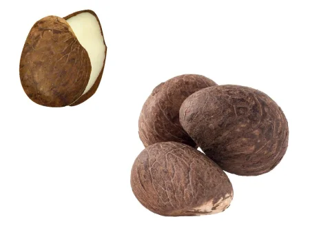 Ořech Tagua